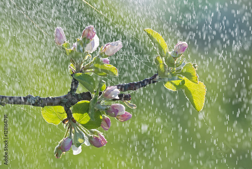 Branch of Apple blossoms in cobweb in rain.