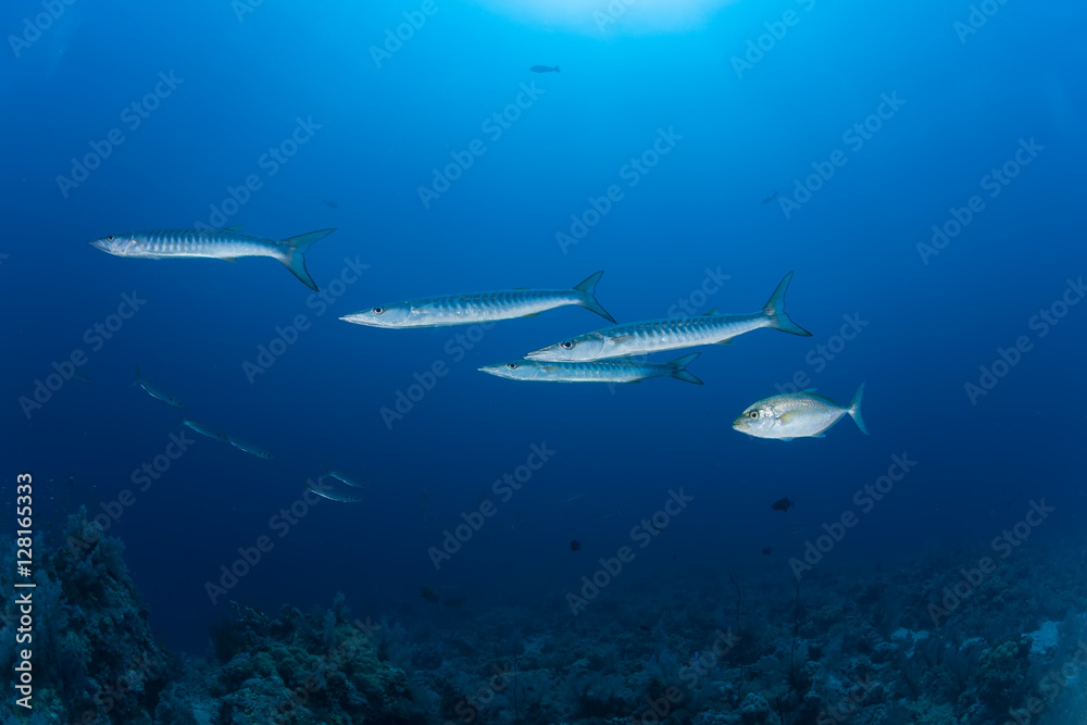 Fototapeta premium Barracuda zdjęcie podwodne Sudan Safari nurkowe w Morzu Czerwonym