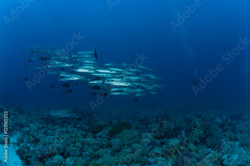 barracuda underwater picture Sudan Red sea diving safari © Valerijs Novickis