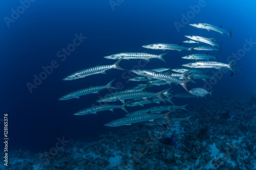 barracuda underwater picture Sudan Red sea diving safari photo