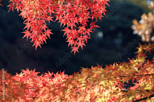 Autumn leaves - Autumn in Japan -