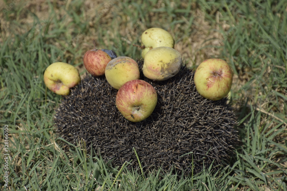 Hedgehog on a green grass. Hedgehog needles pinned on apples, peaches and plums. Hedgehog curled up into a ball