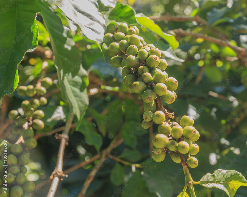 Coffee beans on branch of coffee tree Coffee beans on branch of coffee tree