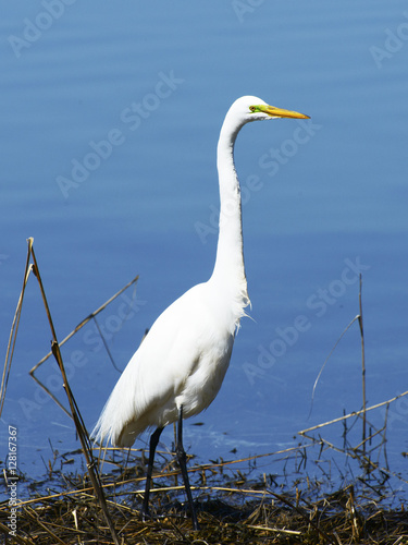 Great White Egret