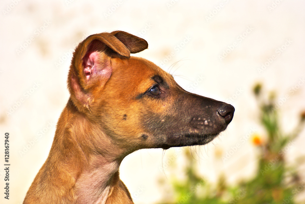 Brown greyhound puppy portrait