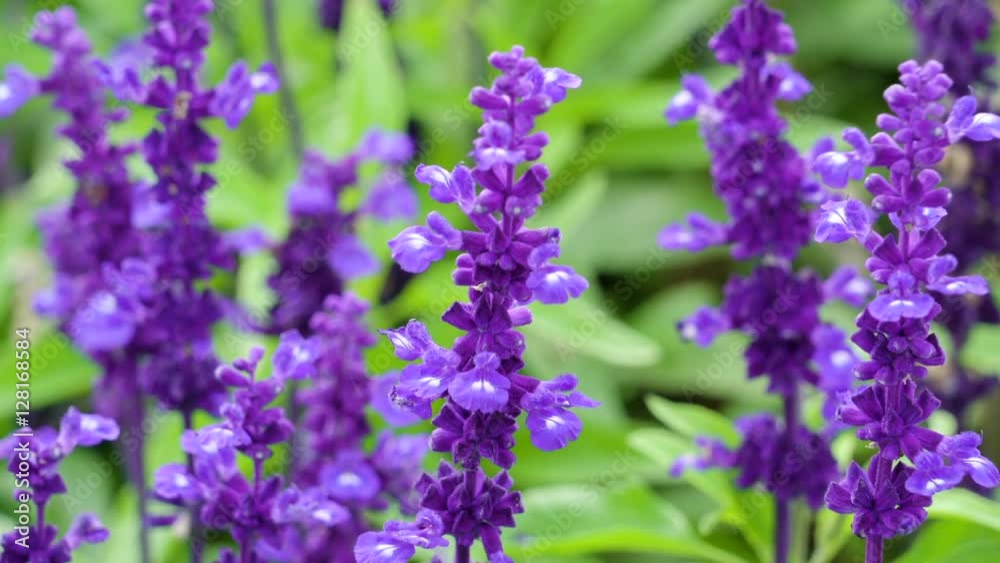 The purple flower inside the garden a botanical garden full of plants and flowers