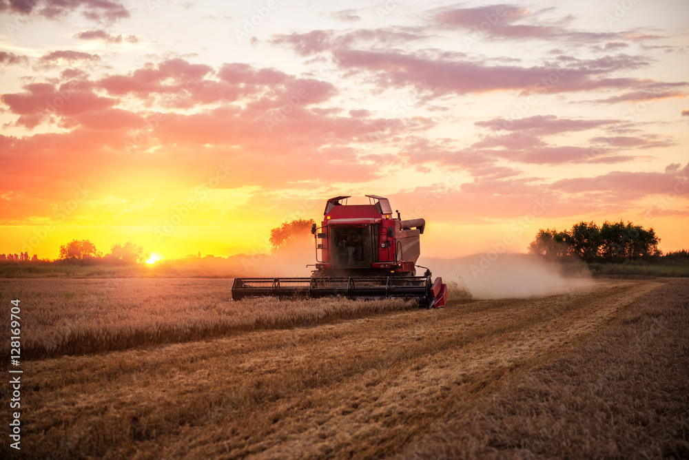 Combine harvesting wheat