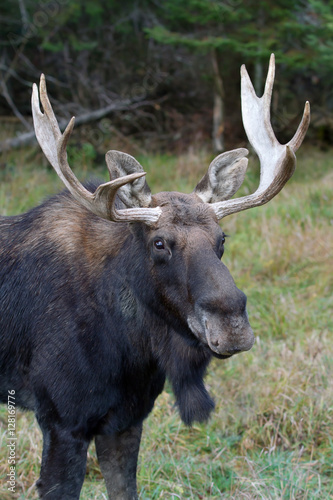 Bull moose (Alces alces) poses in the forest in autumn