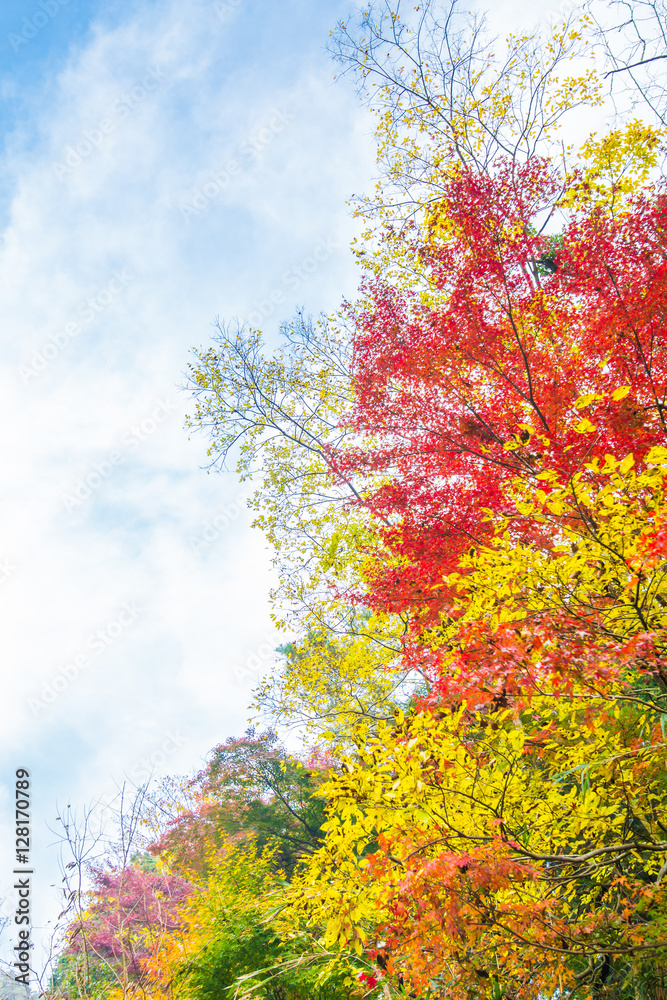 紅葉の景色