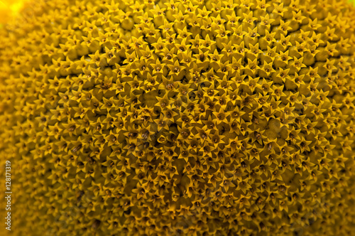 sunflower macro closeup