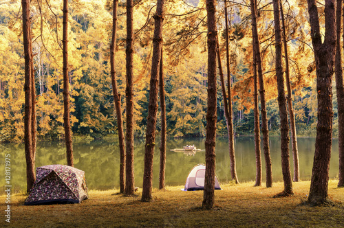 Camping and tent under the pine forest in sunset at Pang-ung, pine forest park , Mae Hong Son, North of Thailand © weerasak