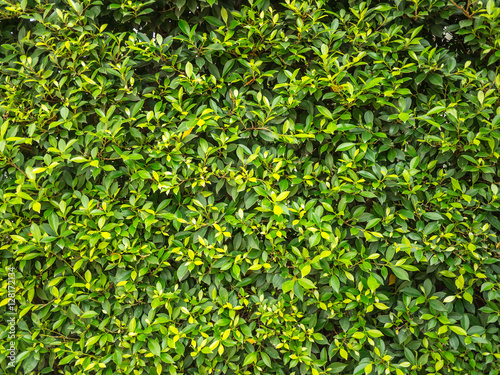 Natural green leaf wall