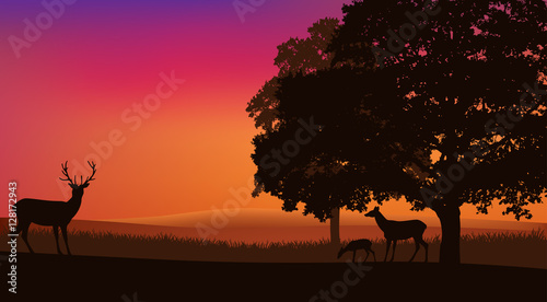 deer grazing at sunset under trees - evening nature landscape