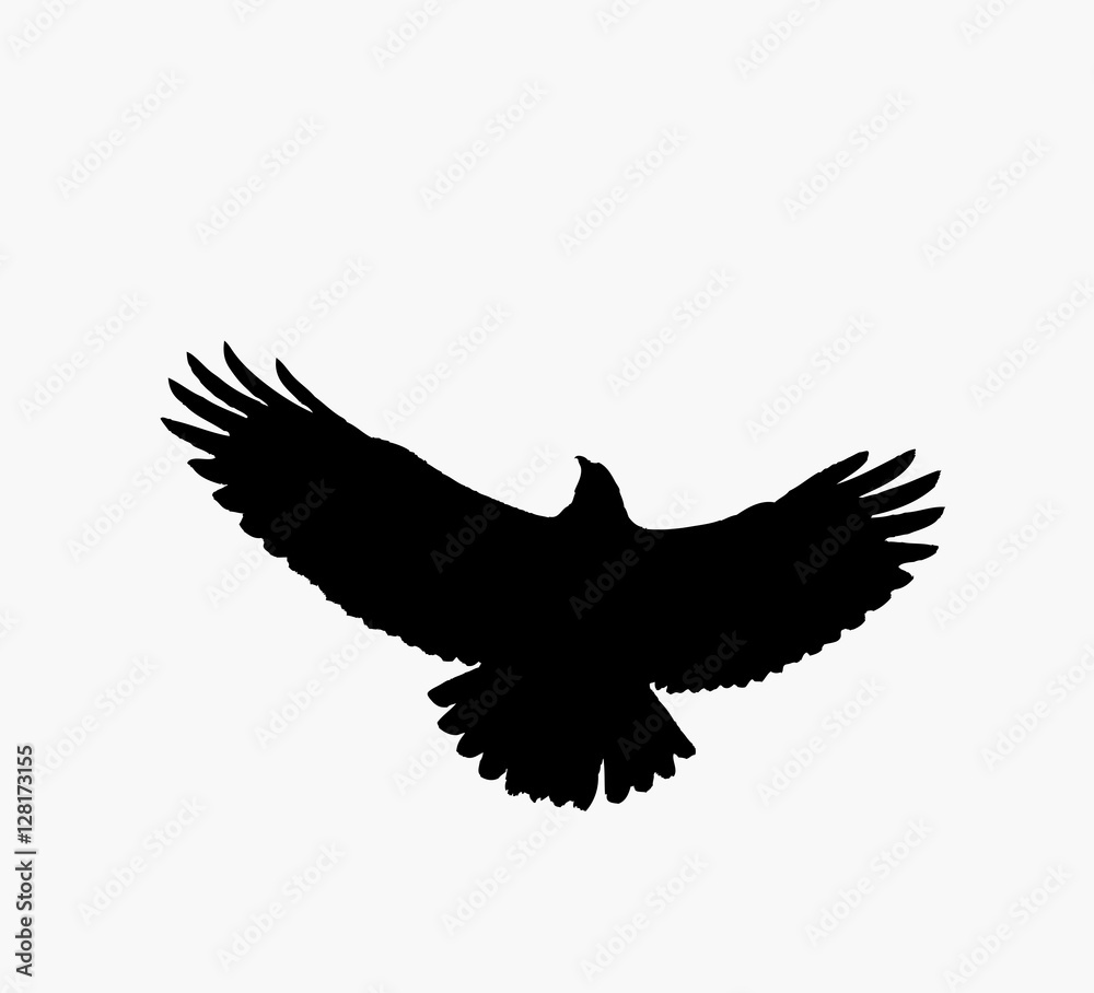 Obraz premium Common Buzzard takes off. Silhouette. 