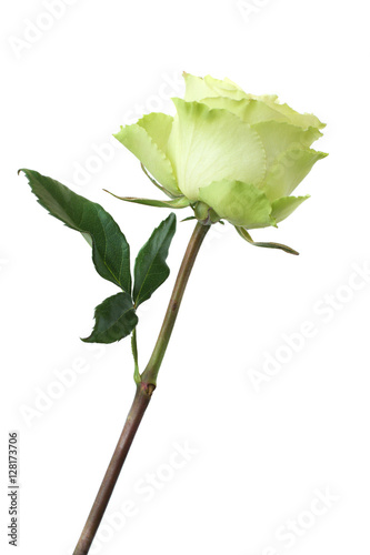 yellow green rose flower on white