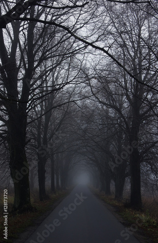 autumn road with trees - creepy dusk landscape