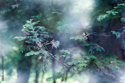 mystery forest shallow DOF background - branches and light