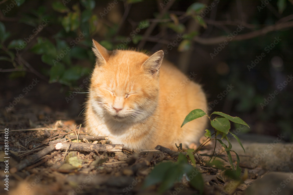 Obraz premium 陽の当たる猫