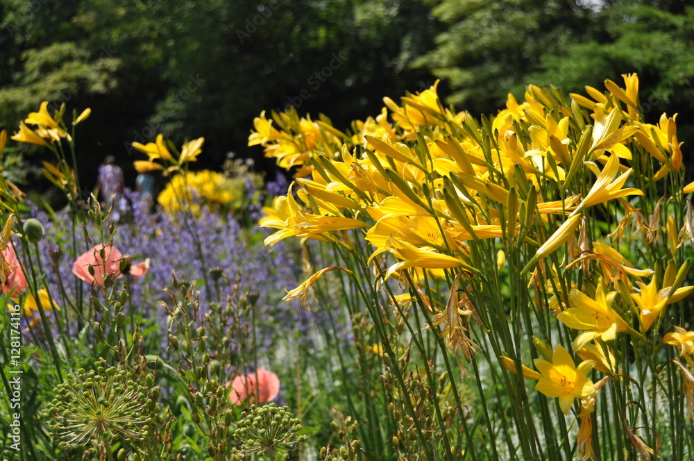 Obraz premium Hemerocallis lilioasphodelus / Gelbe Taglilie