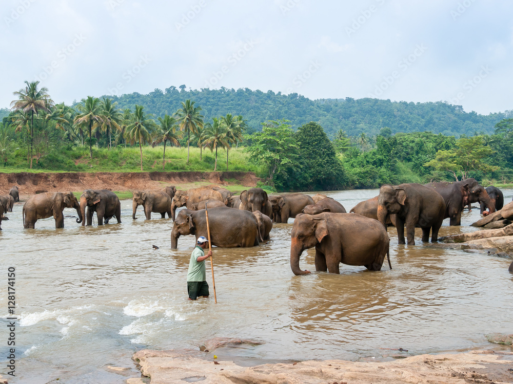 Mahout and Group the elephants by the river against the backdrop of rainforest and palm trees Mahout and Group the elephants by the river against the backdrop of rainforest and palm trees