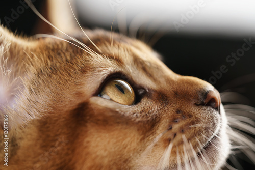 closeup portrait of abyssinian kitten with focus on the eye, shallow focus