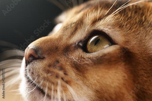 closeup portrait of abyssinian kitten with focus on the eye, shallow focus