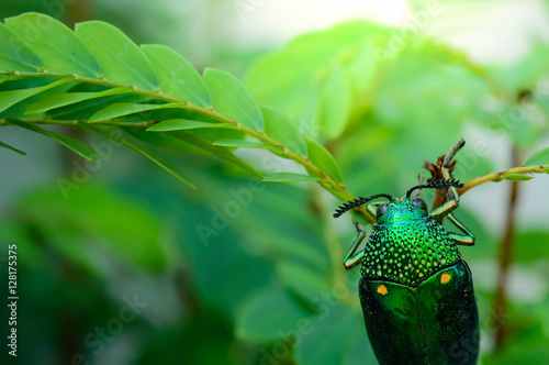 A metallic wood-boring beetle, Jewel beetle, Buprestid (Sternocera aequisignata) in nature photo