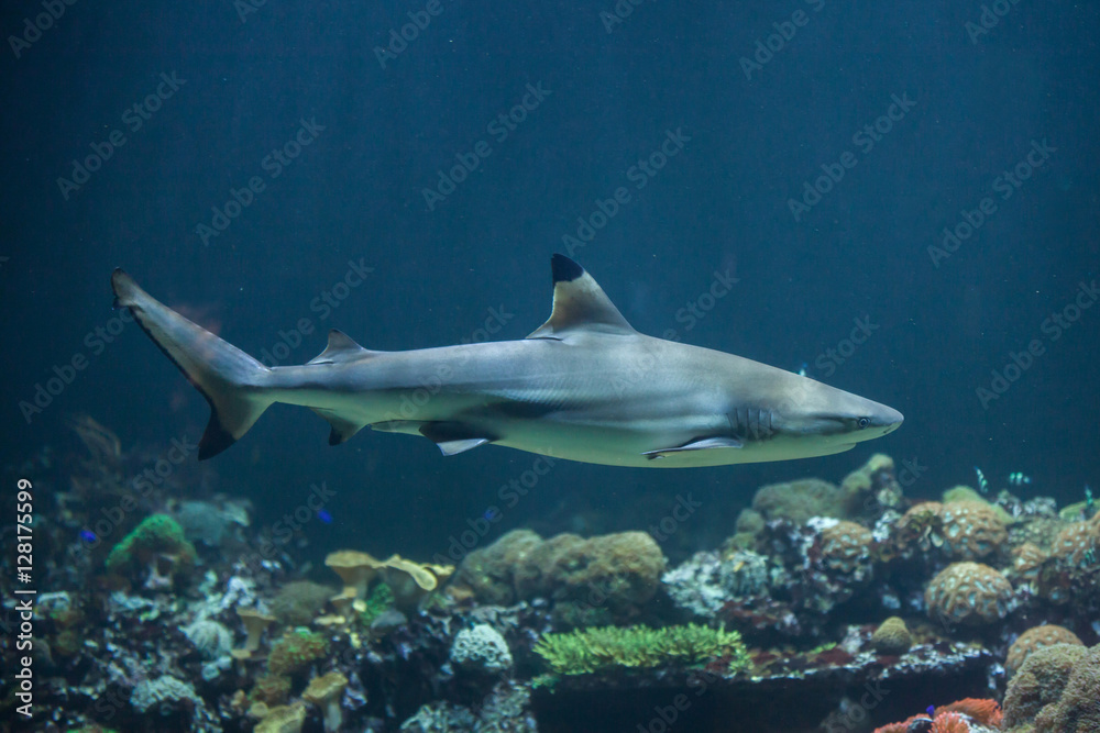 Fototapeta premium Blacktip reef shark (Carcharhinus melanopterus)