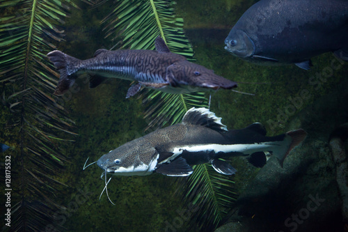 Redtail catfish (Phractocephalus hemioliopterus) and tiger sorub © Vladimir Wrangel