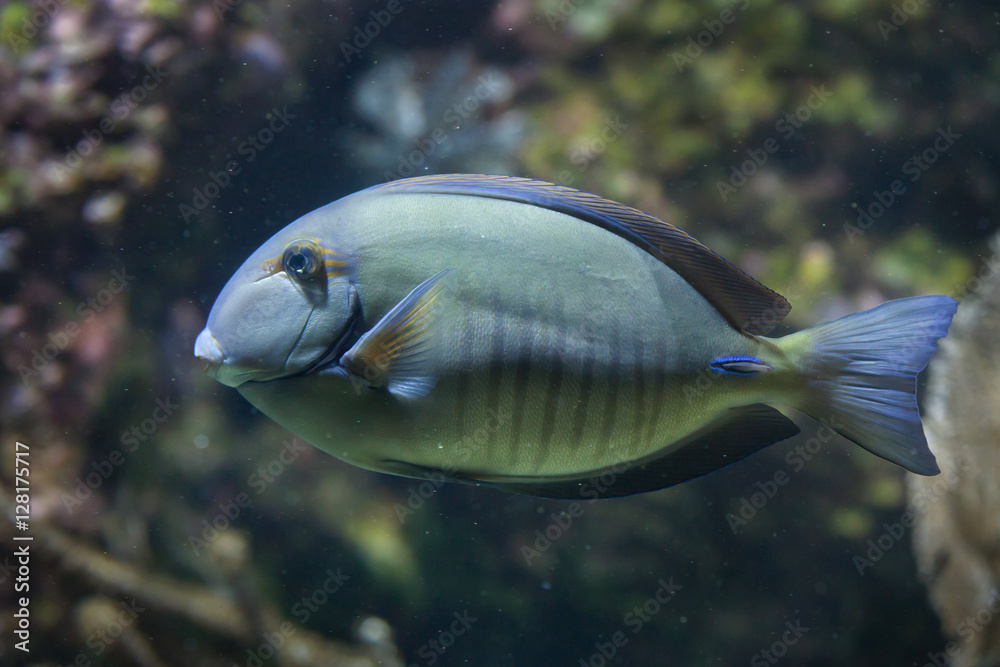 Naklejka premium Doctorfish (Acanthurus chirurgus)