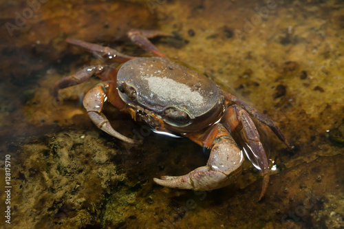 Blackback land crab  Gecarcinus lateralis 