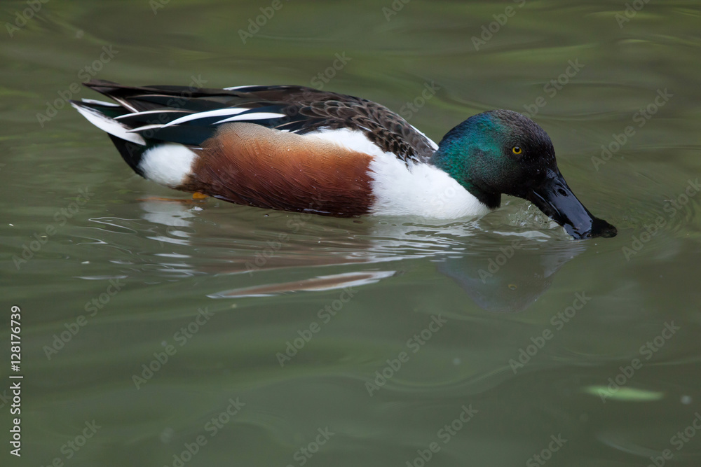 Fototapeta premium Northern shoveler (Anas clypeata).