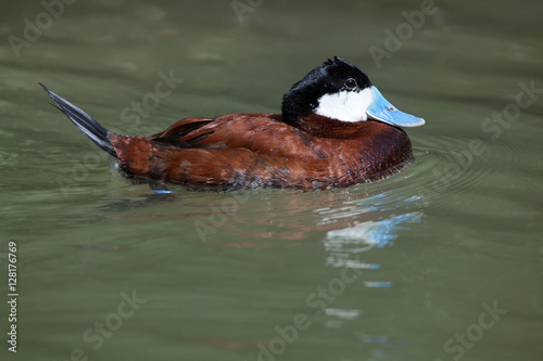 Ruddy duck (Oxyura jamaicensis). photo