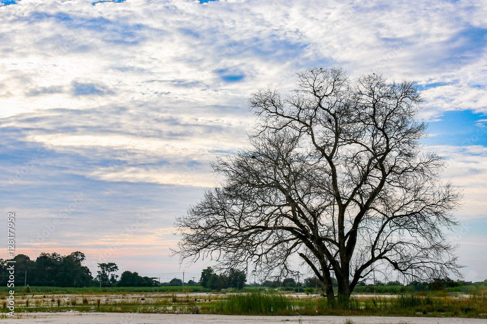 Obraz premium Dry tree against the blue sky landscape with sunset.