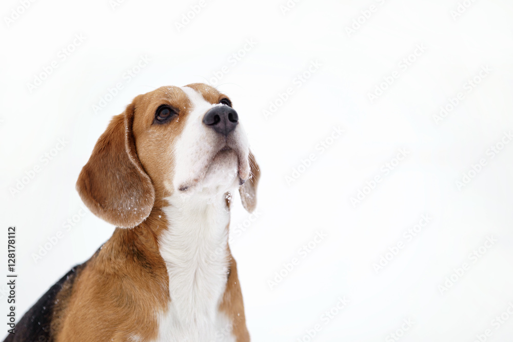 beagle dog outdoor winter portrait with copyspace, shallow focus
