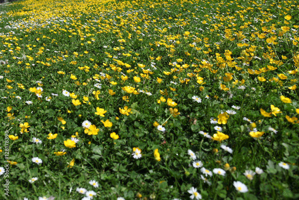Yellow carpet of spring flowers in park