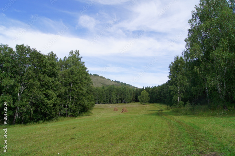 summer landscape meadow and forest