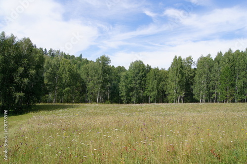 summer landscape meadow and forest photo