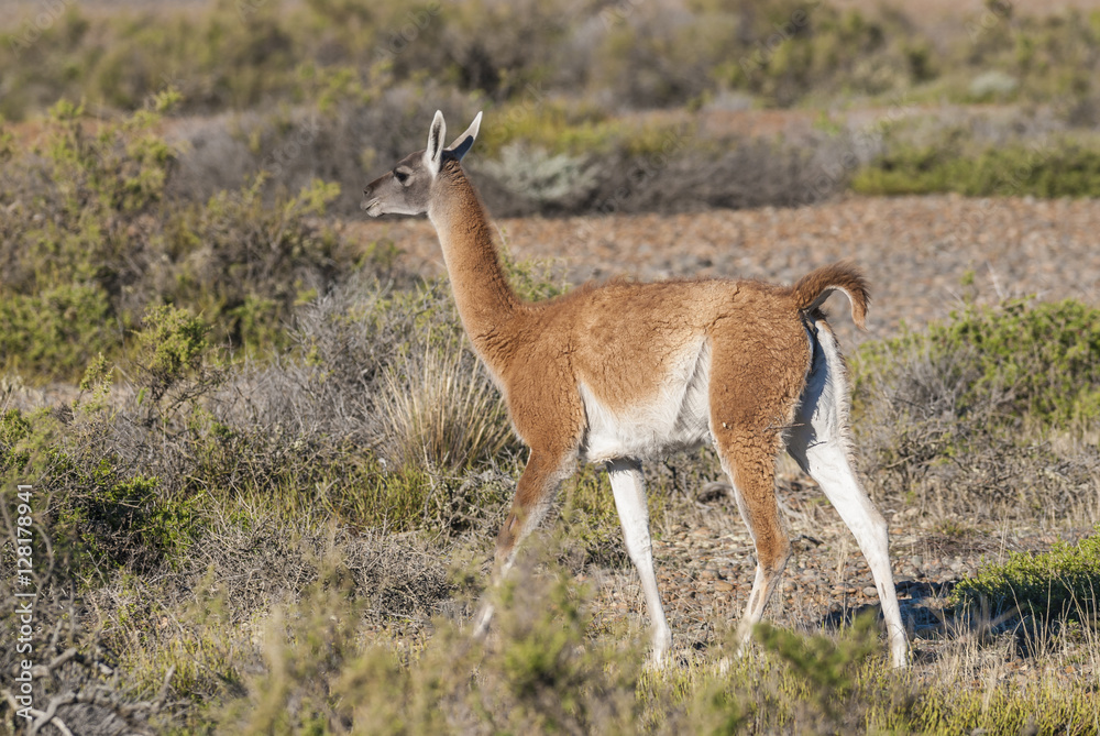 Obraz premium Guanaco , Patagonia , Argentina
