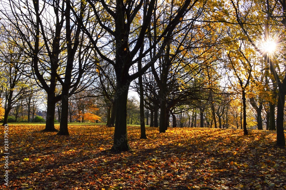 Fototapeta premium A colourful late Autumn landscape.