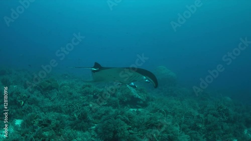 Wallpaper Mural Manta ray swims on a colorful coral reef. Some sharks swimming around 4k footage Torontodigital.ca