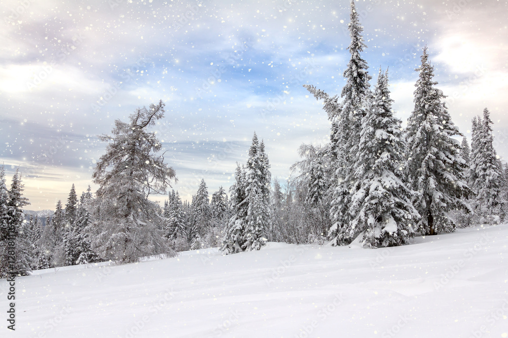 Fototapeta premium Winter in the mountains