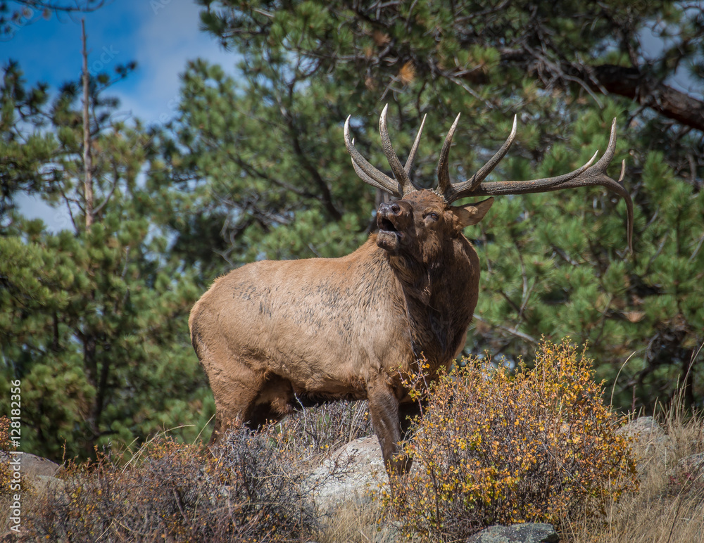 rocky mountain rut rocky mountain rut