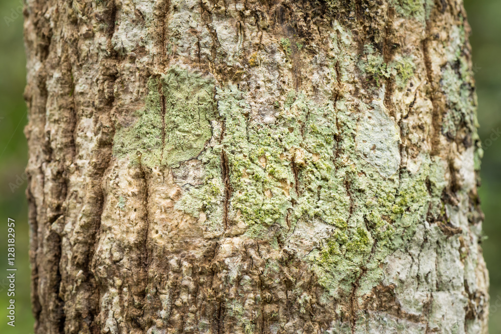 Green Lichen growing on tree trunk Green Lichen growing on tree trunk