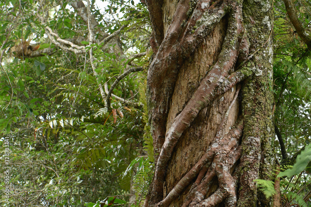 Vine around tree trunk at the tropical rian forest