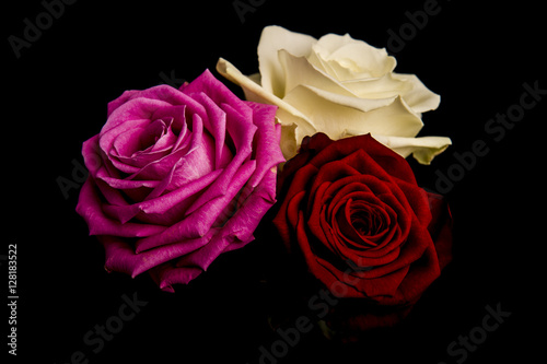 Roses three © Keith