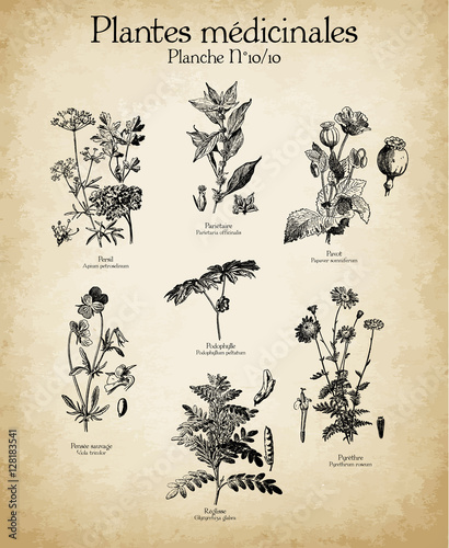 Gravures anciennes plantes médicinales N°10/10