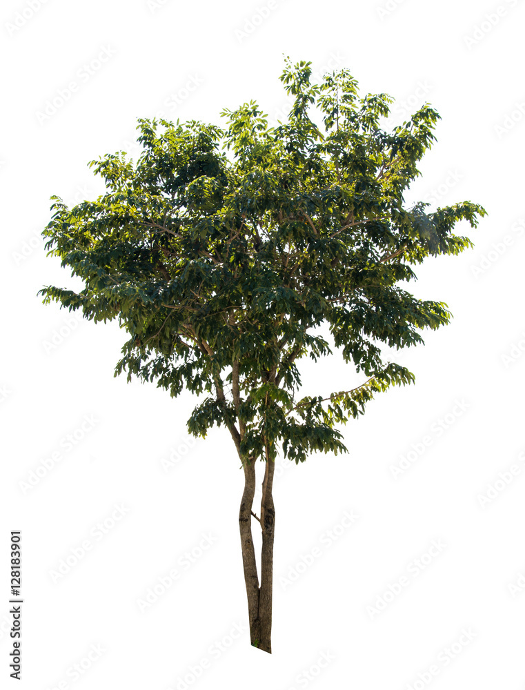 Fototapeta premium Tree alone or single on isolate white background