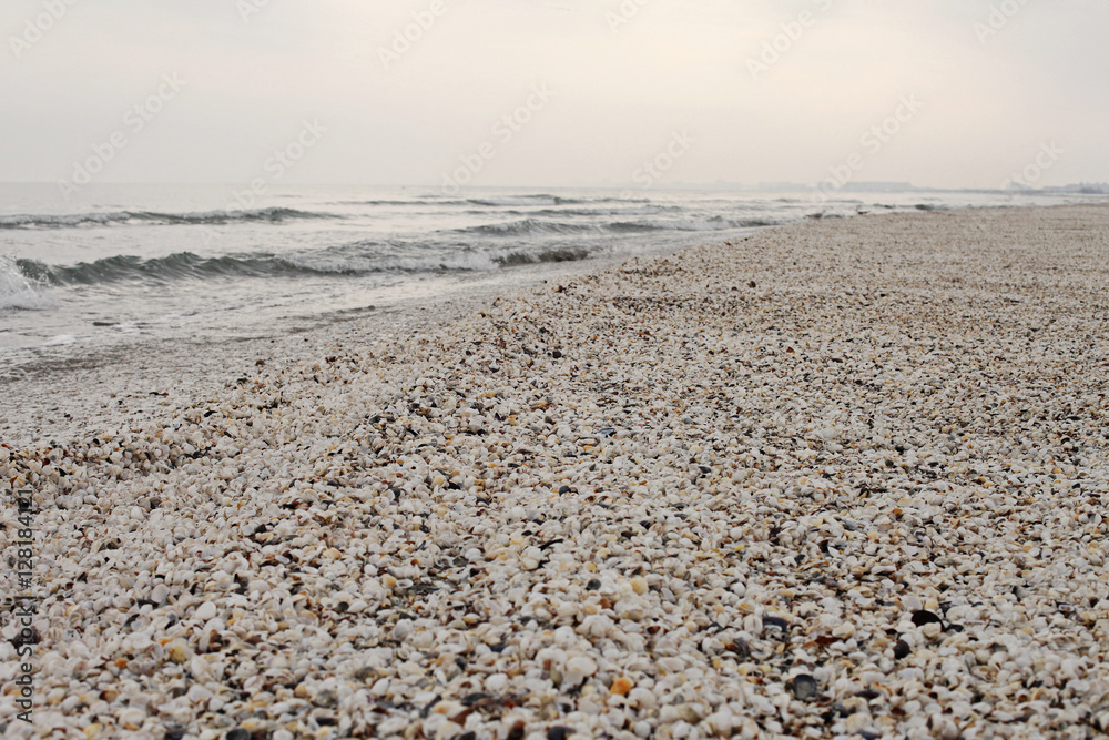 Winter beach of shells at black sea
