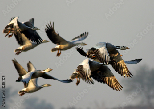 Obraz na plátne Bar-headed Goose (Anser indicus) Flying in  the Morning